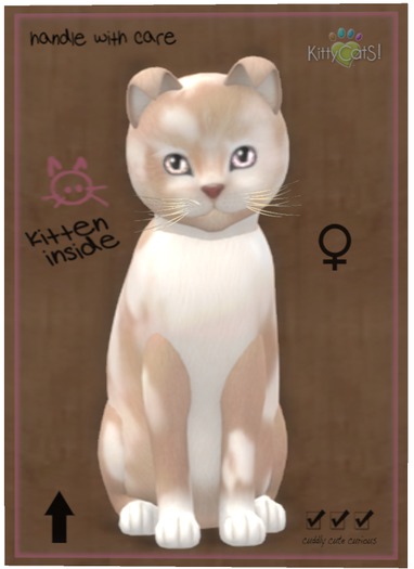 KittyCatS Box - British Shorthair - Cream & White