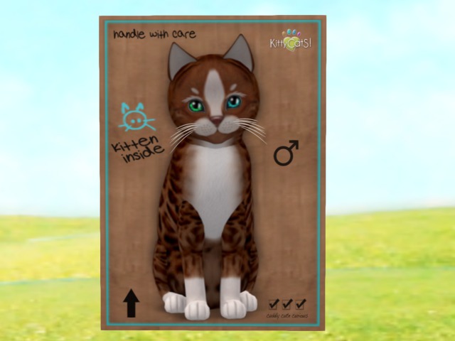 KittyCatS Box - New Born Kitten