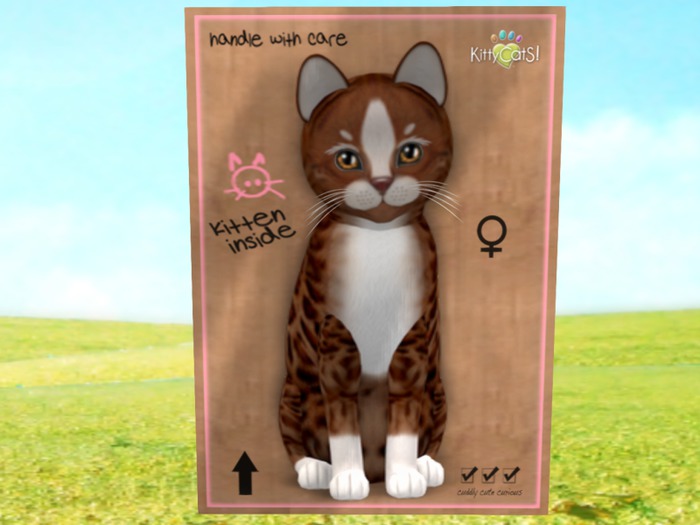 KittyCatS Box - New Born Kitten