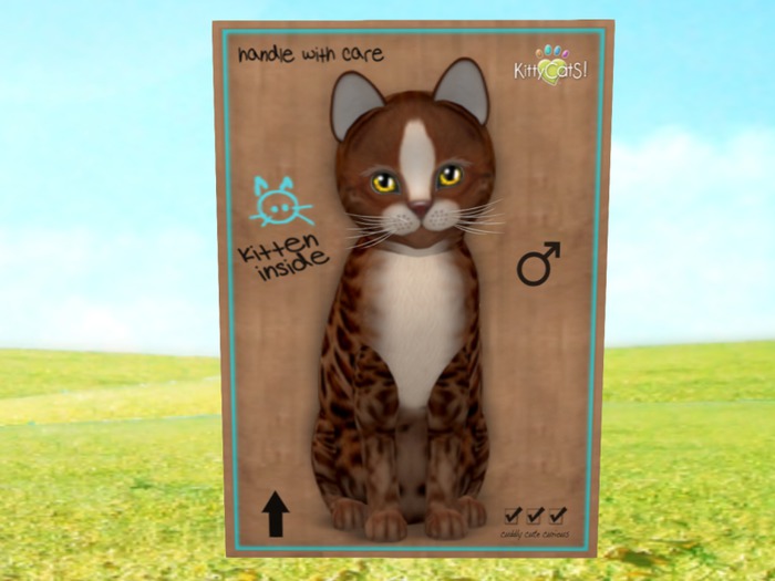 KittyCatS Box - New Born Kitten