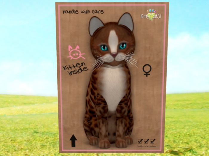 KittyCatS Box - New Born Kitten