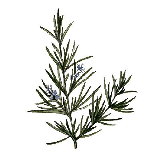 FULL PERMS Flower Plant ROSEMARY HERB SPICE Texture ORIGINAL High Quality TGA FF540