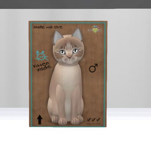 KittyCatS Box - New Born Kitten