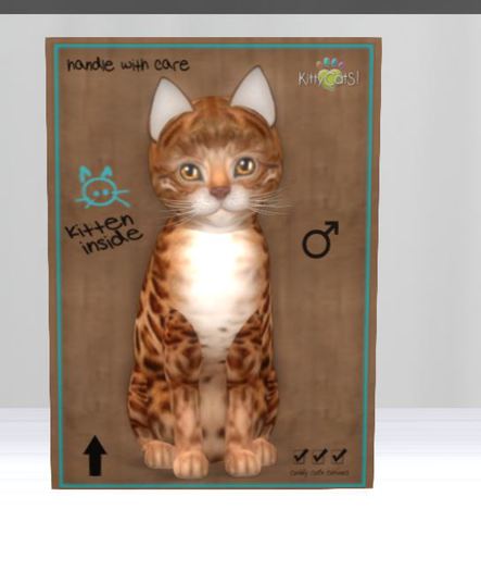 KittyCatS Box - New Born Kitten