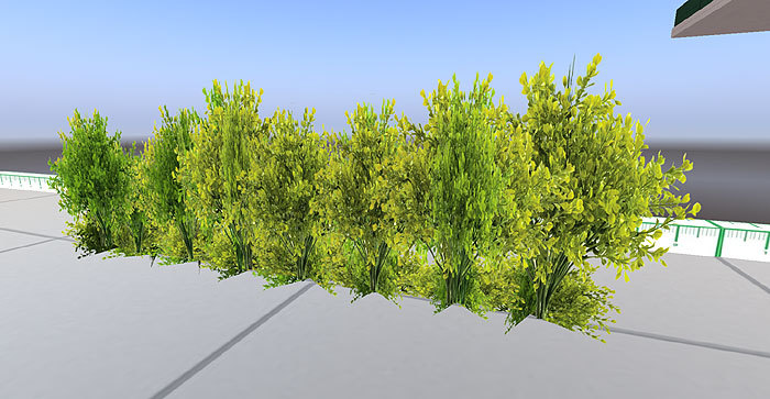 Boxwood Trees&Bushes Lining