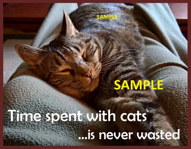 Poster Graphic - Time Spent With Cats