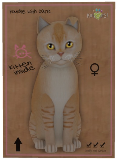 KittyCatS Box - Burmilla - Red Silver Shaded