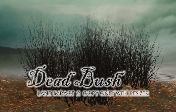 Boudoir Dead bush