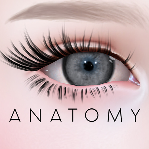 ANATOMY - Circle Lens - Grey