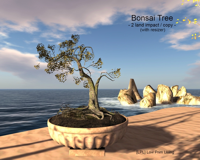 Bonsai Tree