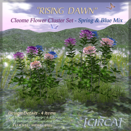 [CIRCA] - "Rising Dawn" - Cleome Flower Set - Spring Blue Mix