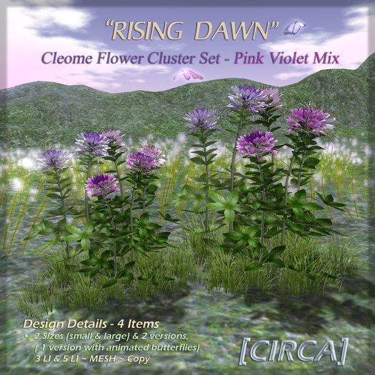 [CIRCA] - "Rising Dawn" - Cleome Flower Set - Pink Violet Mix
