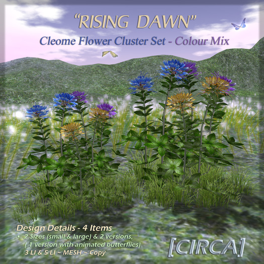 [CIRCA] - "Rising Dawn" - Cleome Flower Set - Colour Mix