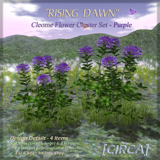 [CIRCA] - "Rising Dawn" - Cleome Flower Set - Purple