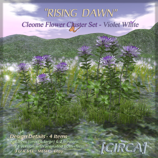 [CIRCA] Pkg - "Rising Dawn" - Cleome Flower Set - Violet White