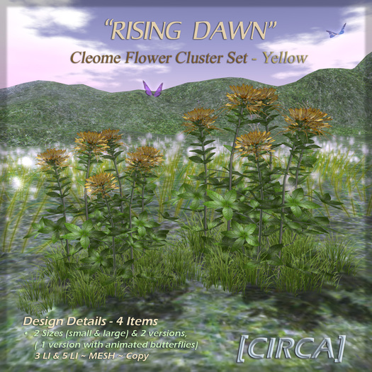 [CIRCA] - "Rising Dawn" - Cleome Flower Set - Yellow
