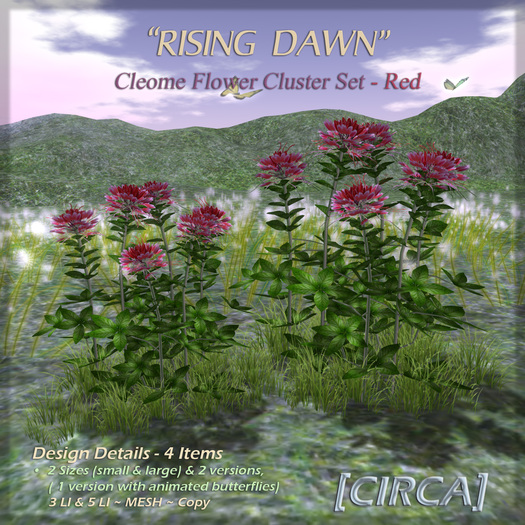 [CIRCA] - "Rising Dawn" - Cleome Flower Set - Red