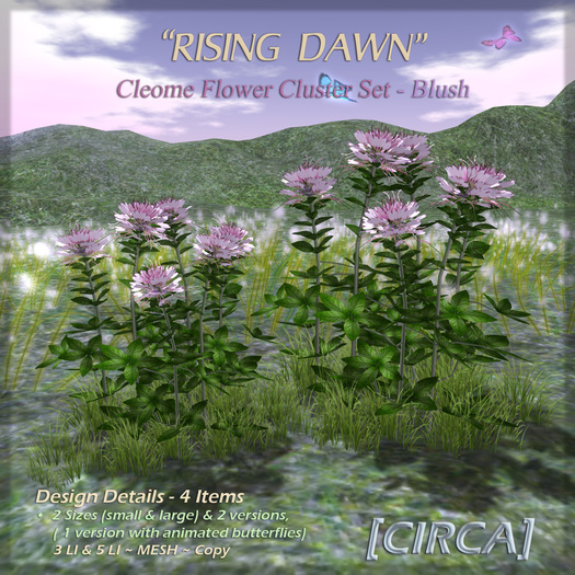 [CIRCA] - "Rising Dawn" - Cleome Flower Set - Blush