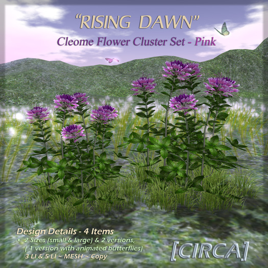 [CIRCA] Pkg - "Rising Dawn" - Cleome Flower Set - Pink