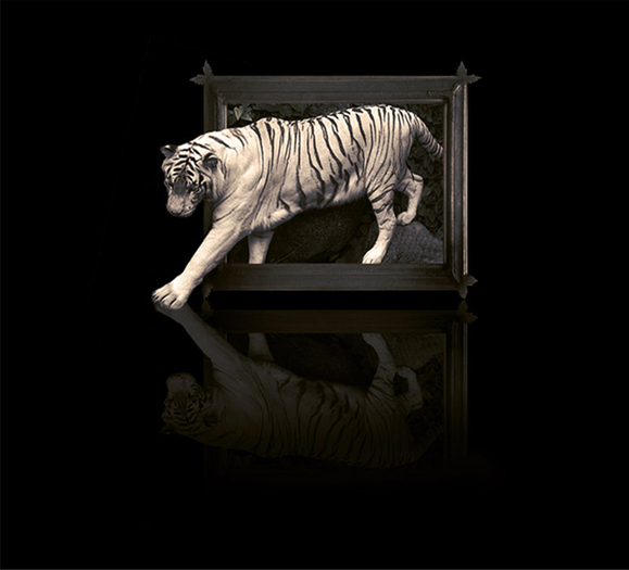 H.E.D. Tiger Transcending Picture