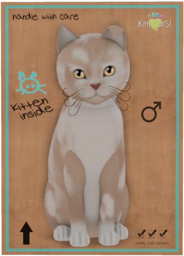 KittyCatS Box - British Shorthair - Cream & White
