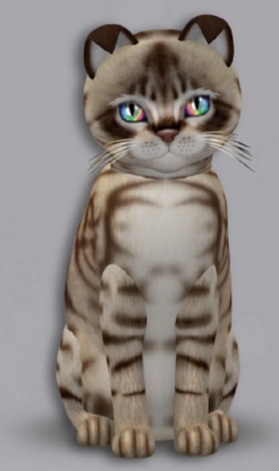 KittyCatS Box - 6T Aussie Dark Choco Male Ody Bell Dreamy $5000