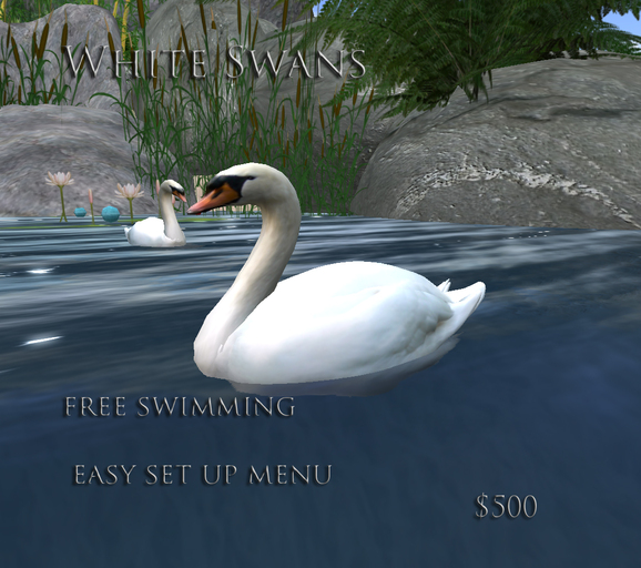white swans 4