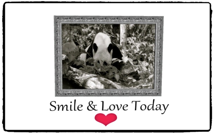 **Boxed**RG~Panda Bear ~ Silver Frame