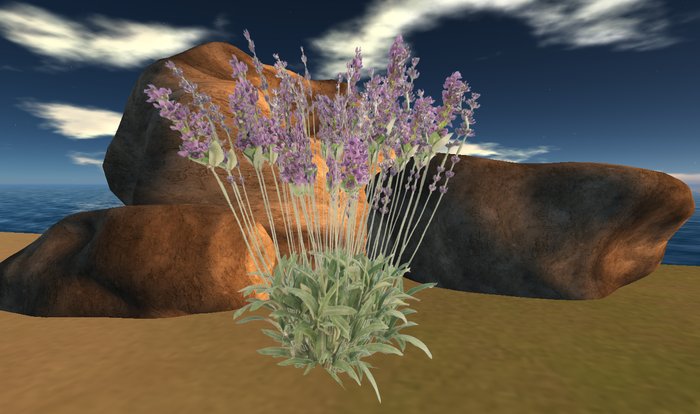 1 prim Lavender Plant
