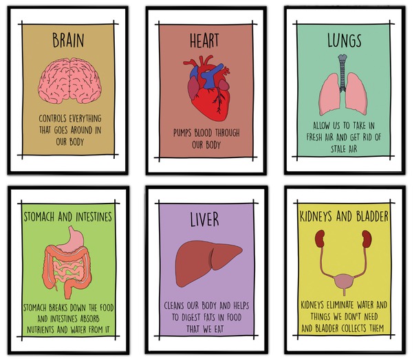 Sign - School - Body Organs