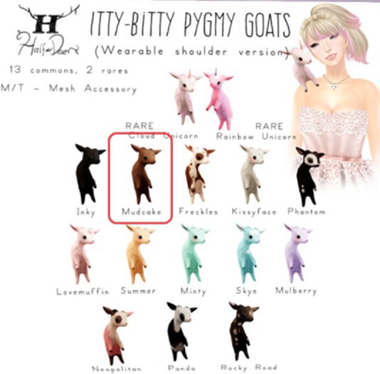 +H-Dr+ Itty-Bitty Pygmy Goat - Mudcake (Rez)