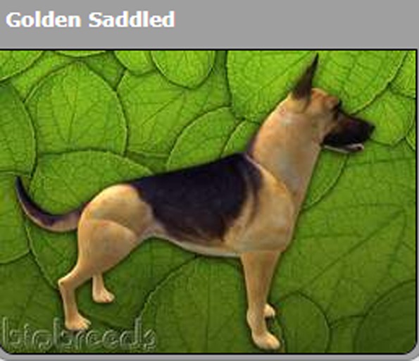 BB German Shepherd Box - Golden Saddled Female