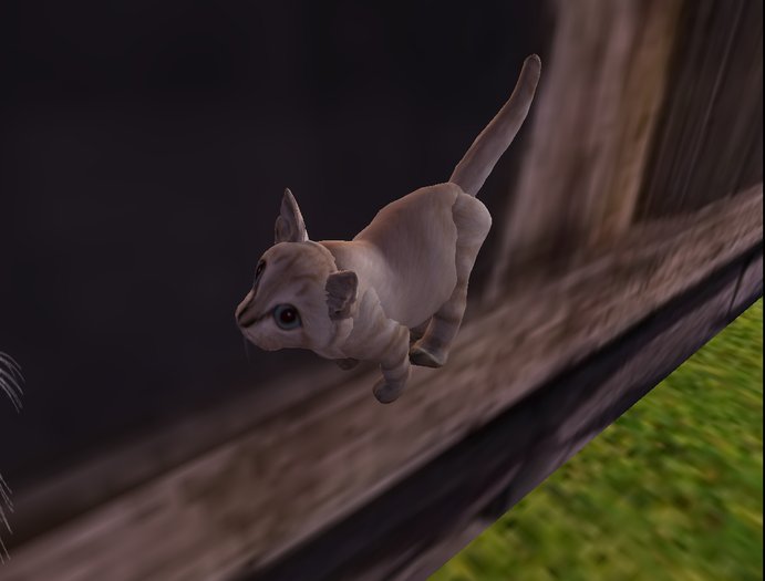 baby kitten