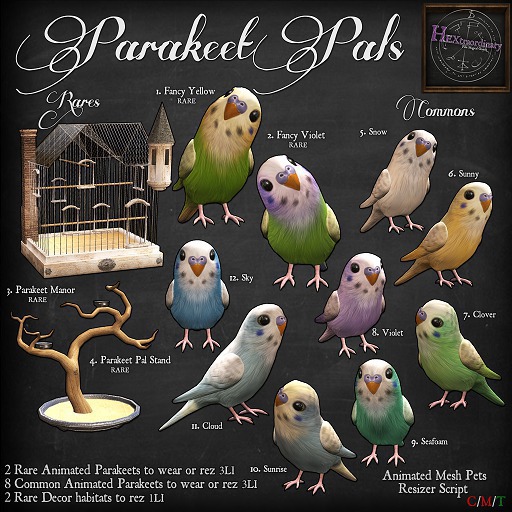 2. *HEXtraordinary* Parakeet Pal - Fancy Violet - RARE