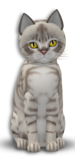 KittyCatS Box - 8T Aussie Blue M Gen Sun