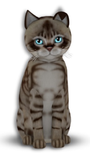 KittyCatS Box - 6T Aussie DC F Beach Blue