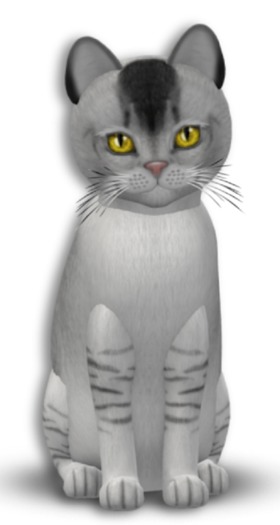 KittyCatS Box - 6T Burm BS F Gen Sun 2Tone