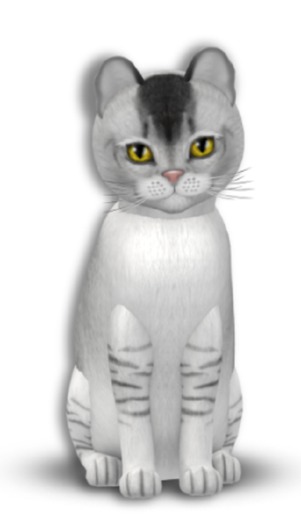 KittyCatS Box - 7T Burm BS F Gen Sun 2Tone