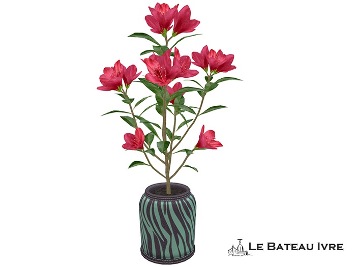 Red Rhododendron Potted