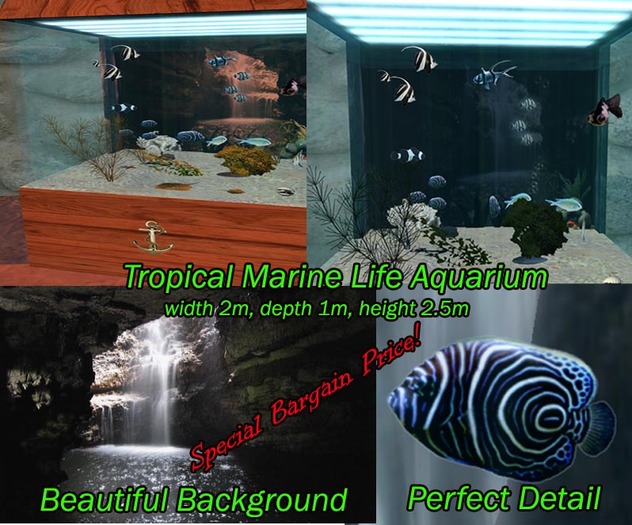 Tropical Fish Marine Aquarium