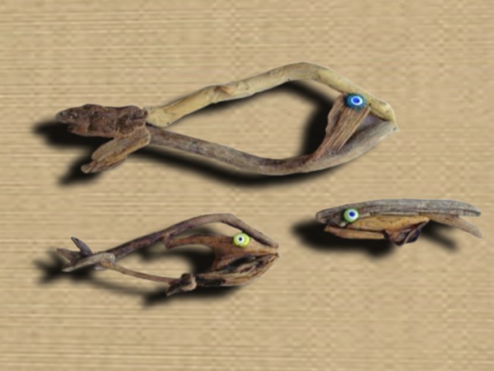Driftwood Fish Family