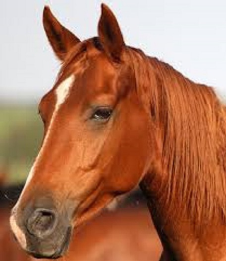 Male Horse Golden