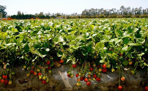 Wall Decor - Oxnard Strawberries