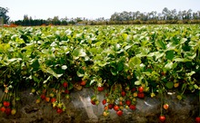 Wall Decor - Oxnard Strawberries