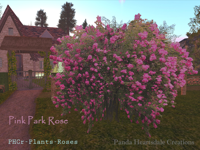 PHCr Pretty Pink Park Rose