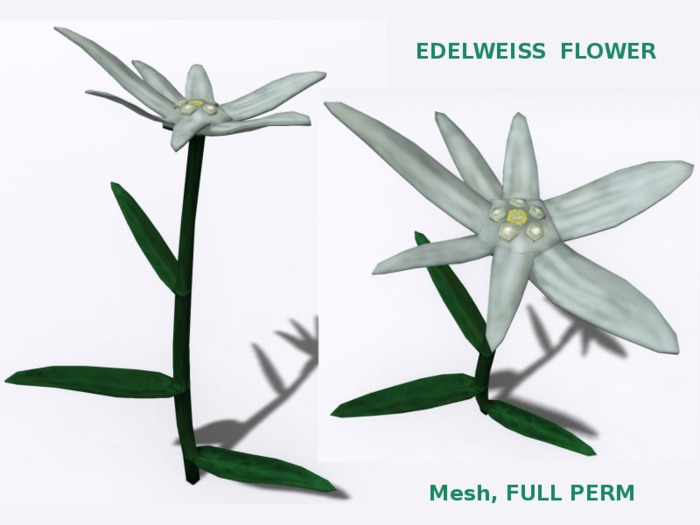 FULL PERM - Edelweisss Flower