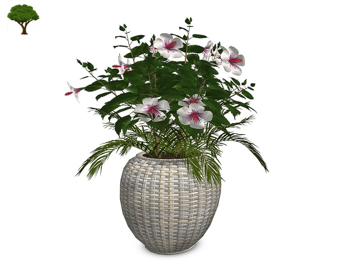 ~ xantes ~ Hibiscus Wicker Pot -White (wear to unpack) BOX