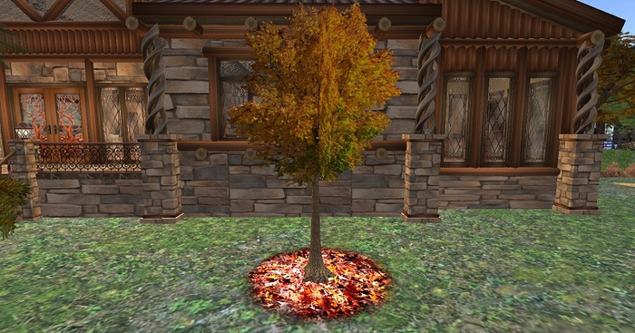 Autumn Tree
