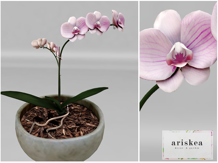 Ariskea{Australia}Orchid Plant