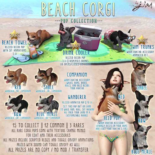 JIAN Beach Corgis BOX :: Held Pup Blue Merle